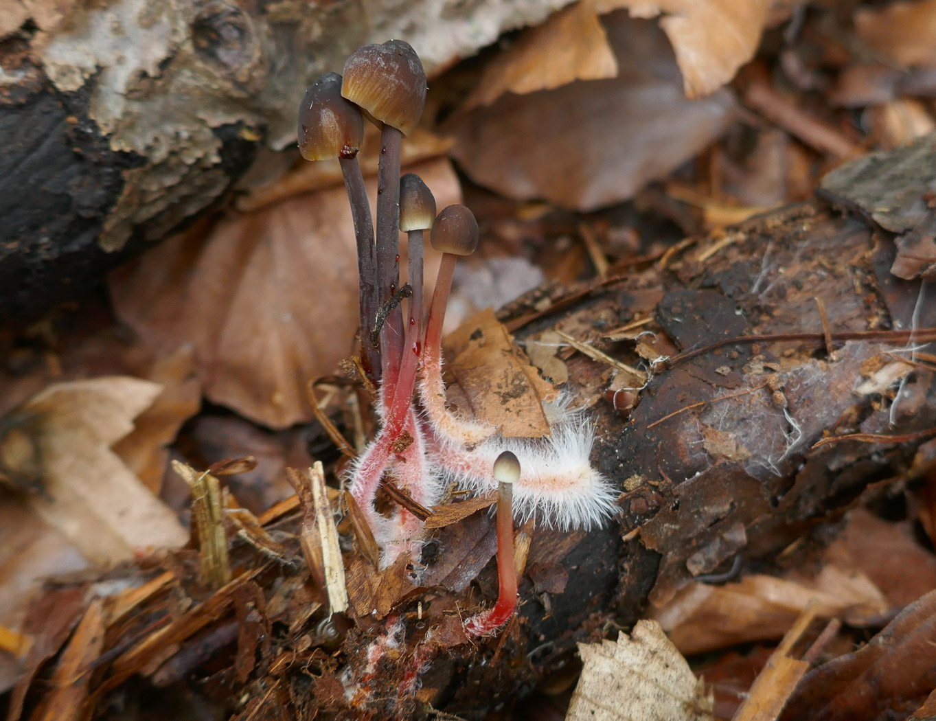 Photo © Jackie Ewan Mycena crocata by Jackie Ewan